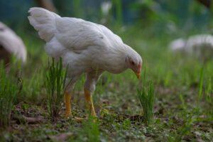 องค์กรพิทักษ์สัตว์แห่งโลก ปฏิวัติการเลี้ยงไก่ไทยอย่างยั่งยืน สร้าง จ.สุรินทร์ ให้เป็นพื้นที่นำร่องเลี้ยงไก่โคราชแบบสวัสดิภาพสูง