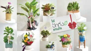 คนโฆษณาและภาพยนตร์ รวมตัวเปิดแบรนด์แห่งชีวิต “ปักกิ่งดี” ที่จะเป็นทางเลือกใหม่ในทุกโอกาส