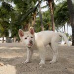 “หมู-บาส-อัตต้า” ผนึกกำลัง กำกับ “โกฮัง..หัวใจโกโฮม”เผยเบื้องหลังสุดท้าทาย ถ่ายทอดชีวิต ‘โกฮัง’ 3 ช่วงวัย(“โกฮัง..หัวใจโกโฮม” 2 เมษายนนี้ ในโรงภาพยนตร์)